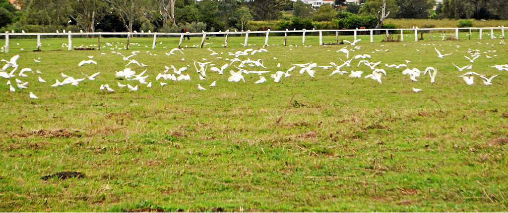 Corellas line the paddocks near the Condamine River yesterday. Corellas line the paddocks near the Condamine River yesterday.
